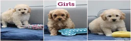 Cavapoochon dogs for sale: Cavapochon puppies for sale - Advert 4