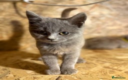 British Shorthair cats for sale: Beautiful blue & white British shorthair kittens  - Image 8