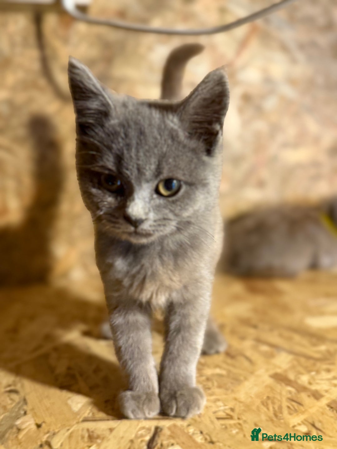 British Shorthair cats for sale: Beautiful blue & white British shorthair kittens  - Image 8