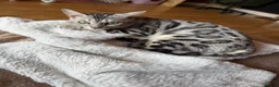 Bengal cats for sale: Beautiful Bengal girl looking for forever home - Advert 4