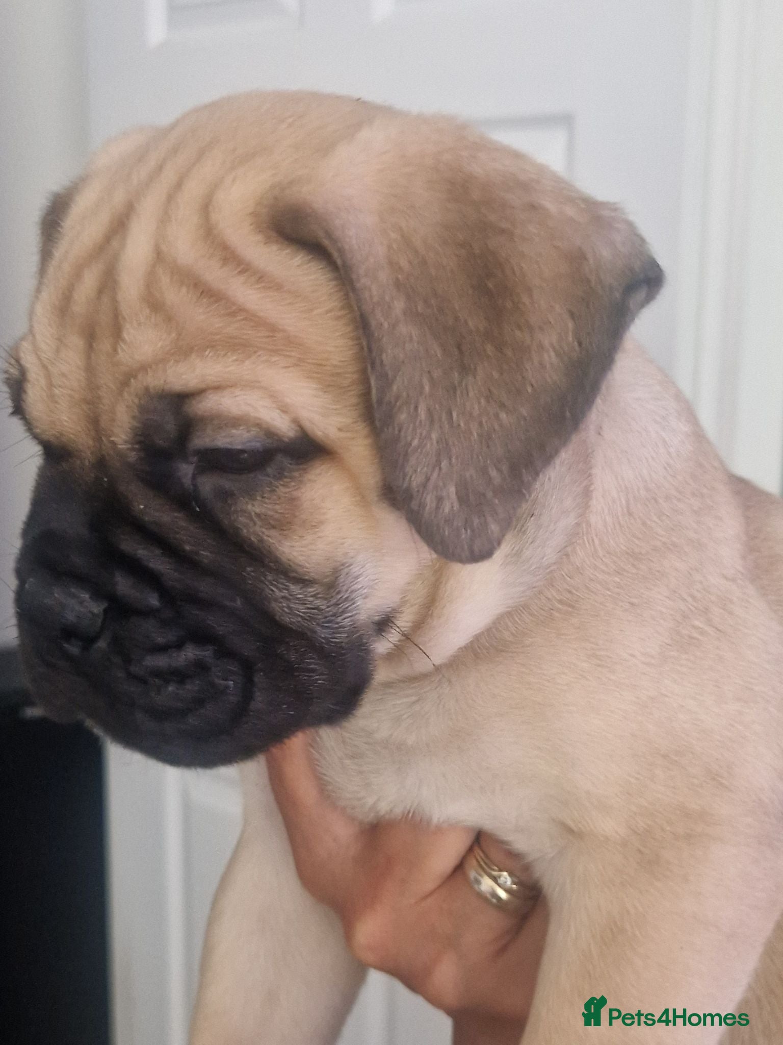 Bullmastiff dogs Bullmastiff Puppies Available - Advert 1