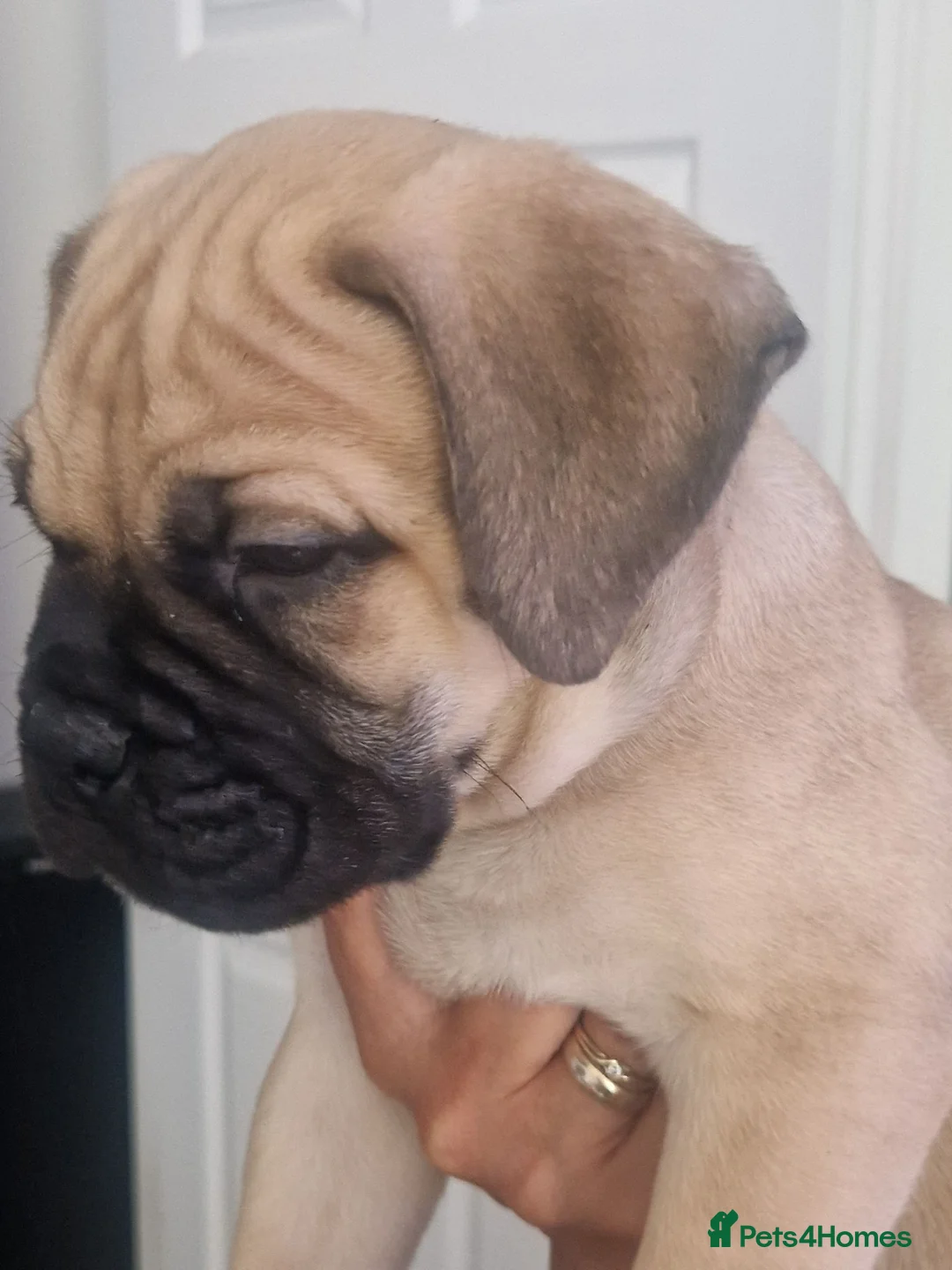 Bullmastiff dogs for sale: Bullmastiff Puppies Available - Advert 1