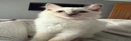 Ragdoll cats for sale: Beautiful Pedigree Ragdoll Kittens Ready now GCCF - Advert 5