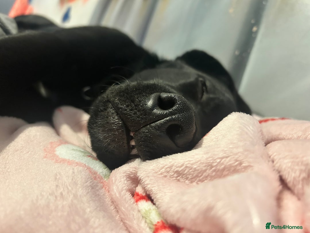 Labrador Retriever dogs for sale: Otis  - Advert 4