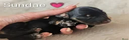 Miniature Dachshund dogs for sale: 🏆 Russian Champion lines + longhaired mini daxies - Advert 8