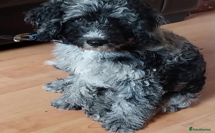 Cockapoo dogs Merle Cockapoo Boy - Advert 1