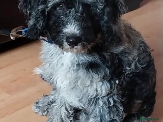 Cockapoo dogs Merle Cockapoo Boy - Advert 1