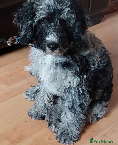 Cockapoo dogs Merle Cockapoo Boy - Advert 1