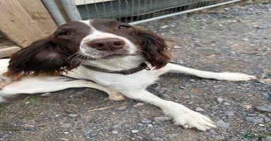 English Springer Spaniel dogs - Advert 2