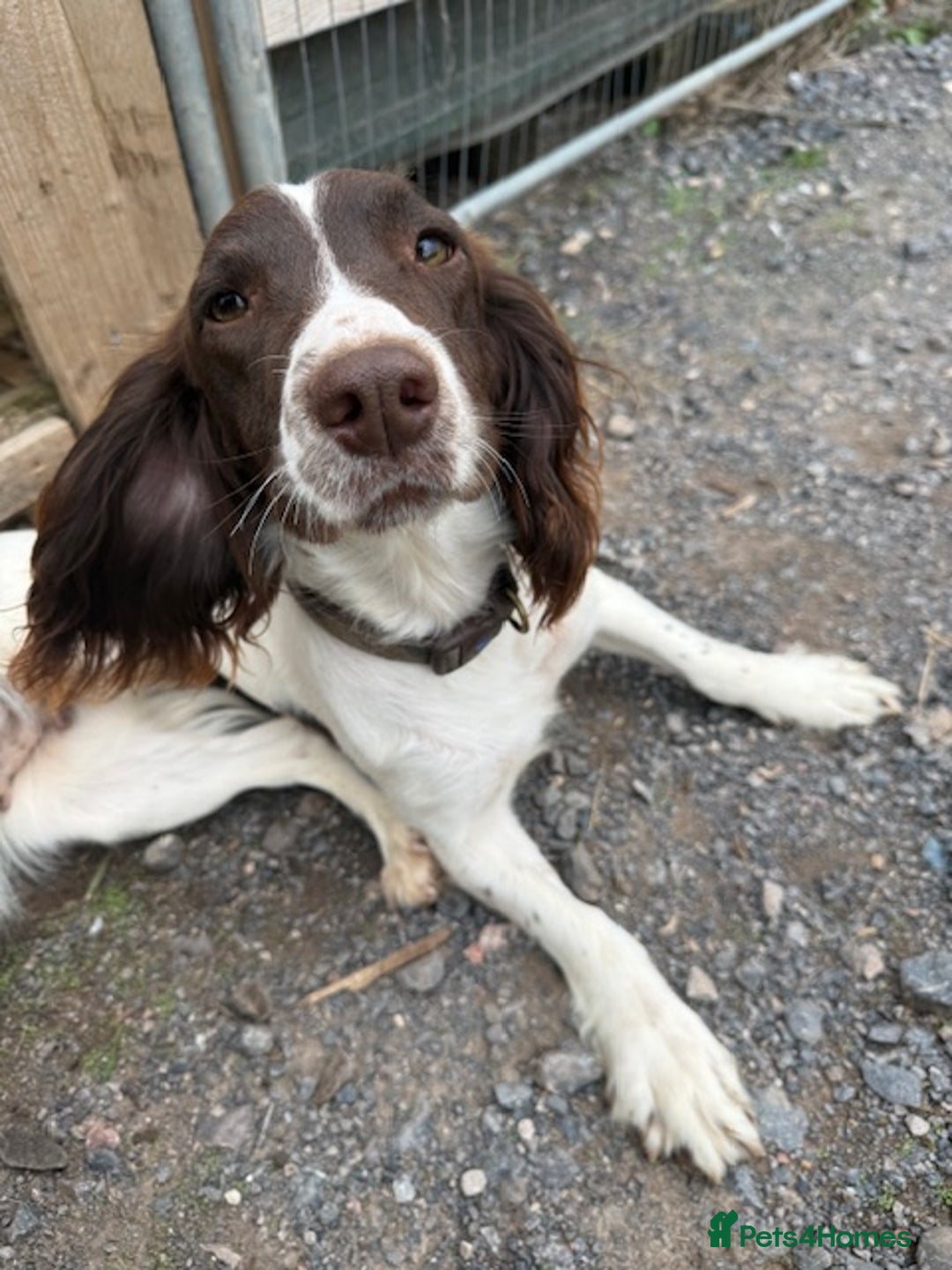 English Springer Spaniel dogs for sale: Beautiful pedigree springer spaniels  - Image 2