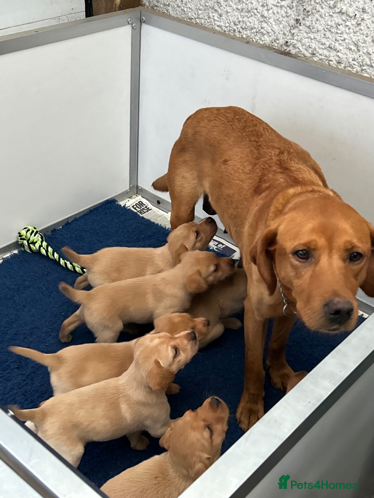 Labrador Retriever dogs Quality Fox Red Labrador pups KC reg  - Advert 1