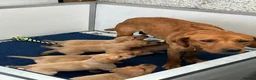 Labrador Retriever dogs for sale: Quality Fox Red Labrador pups KC reg  - Advert 1