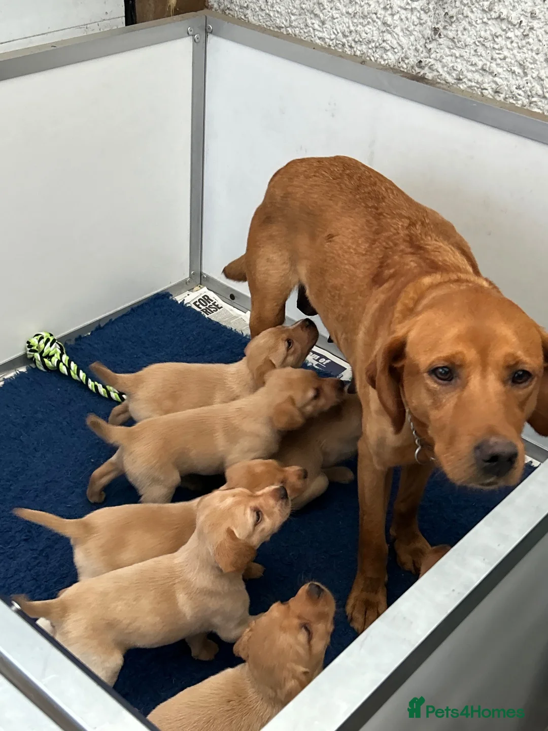 Labrador Retriever dogs for sale: Quality Fox Red Labrador pups KC reg  - Advert 1