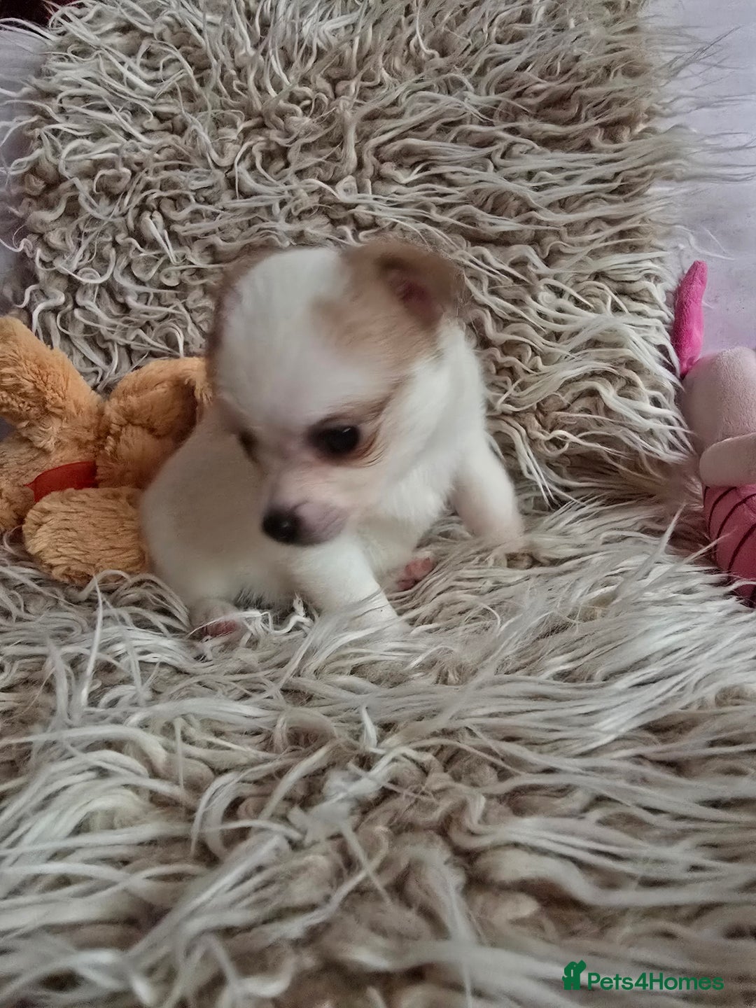 Pomchi dogs for sale: Beautiful Pomchi Puppy's ❤️  - Advert 22