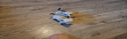 Chihuahua dogs for sale: Chihuahua - Advert 8