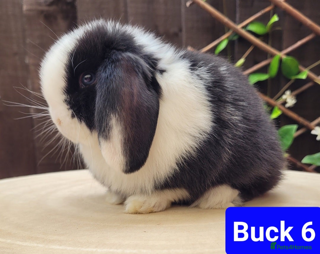 Mini Lop rabbits for sale: Stunning pure bred Mini lop bunnies  in Shaftesbury - Image 3