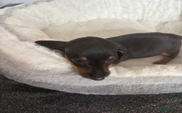Dachshund dogs for sale: Stunning tiny dachshund pups - Image 5