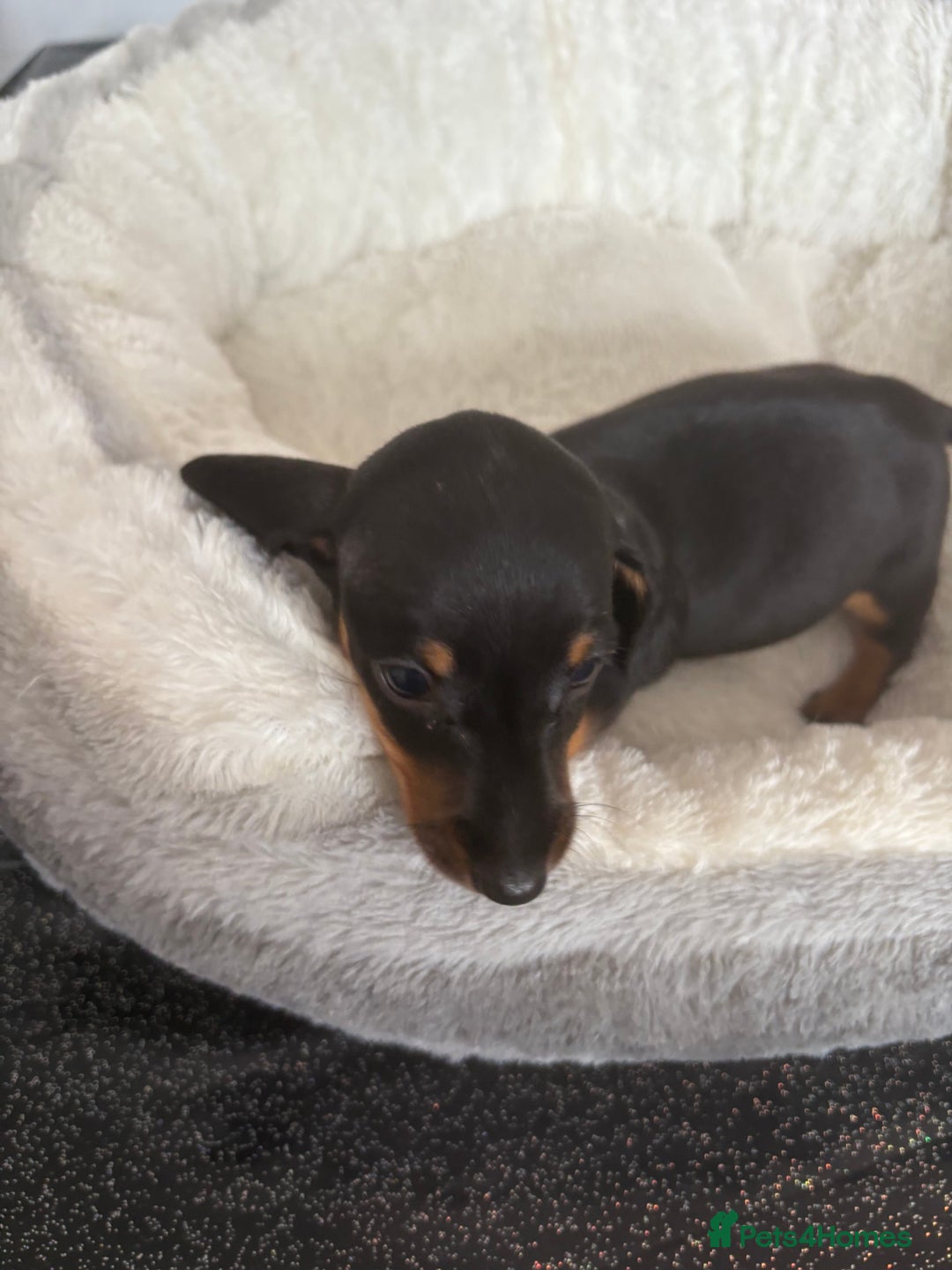 Dachshund dogs for sale: Stunning tiny dachshund pups - Image 5