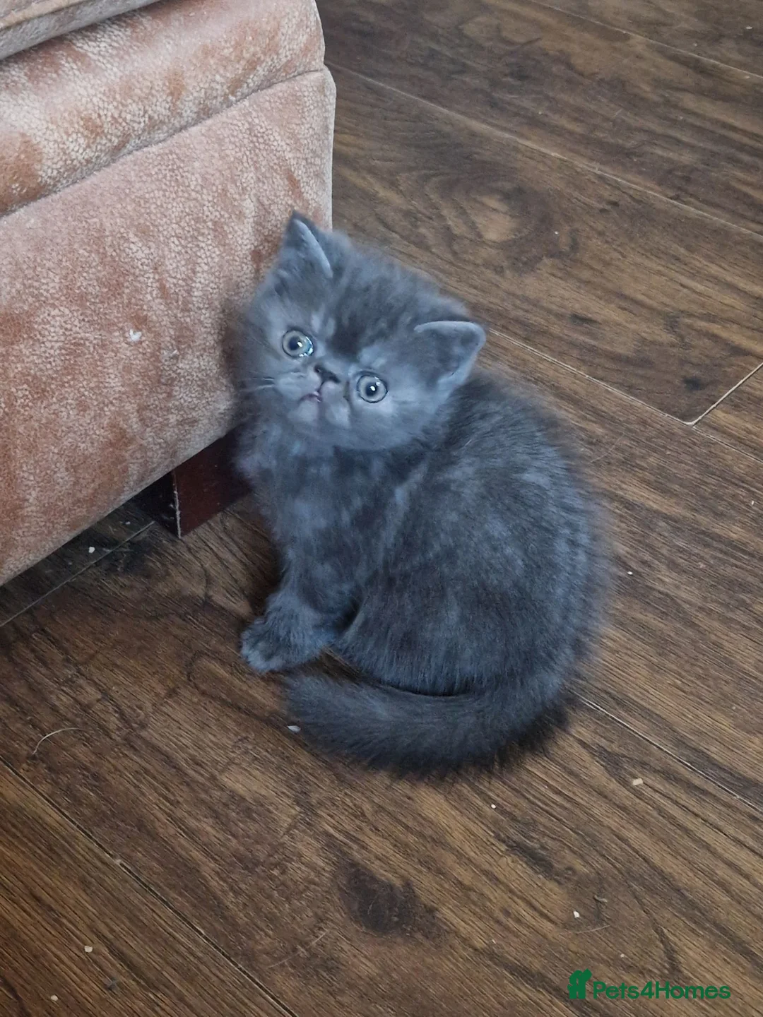 Persian cats for sale: Beautiful Persian exotics  - Advert 16