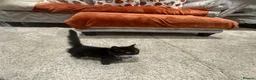 Maine Coon cats for sale: Maine coon x tuxedo kittens in Wisbech - Advert 25