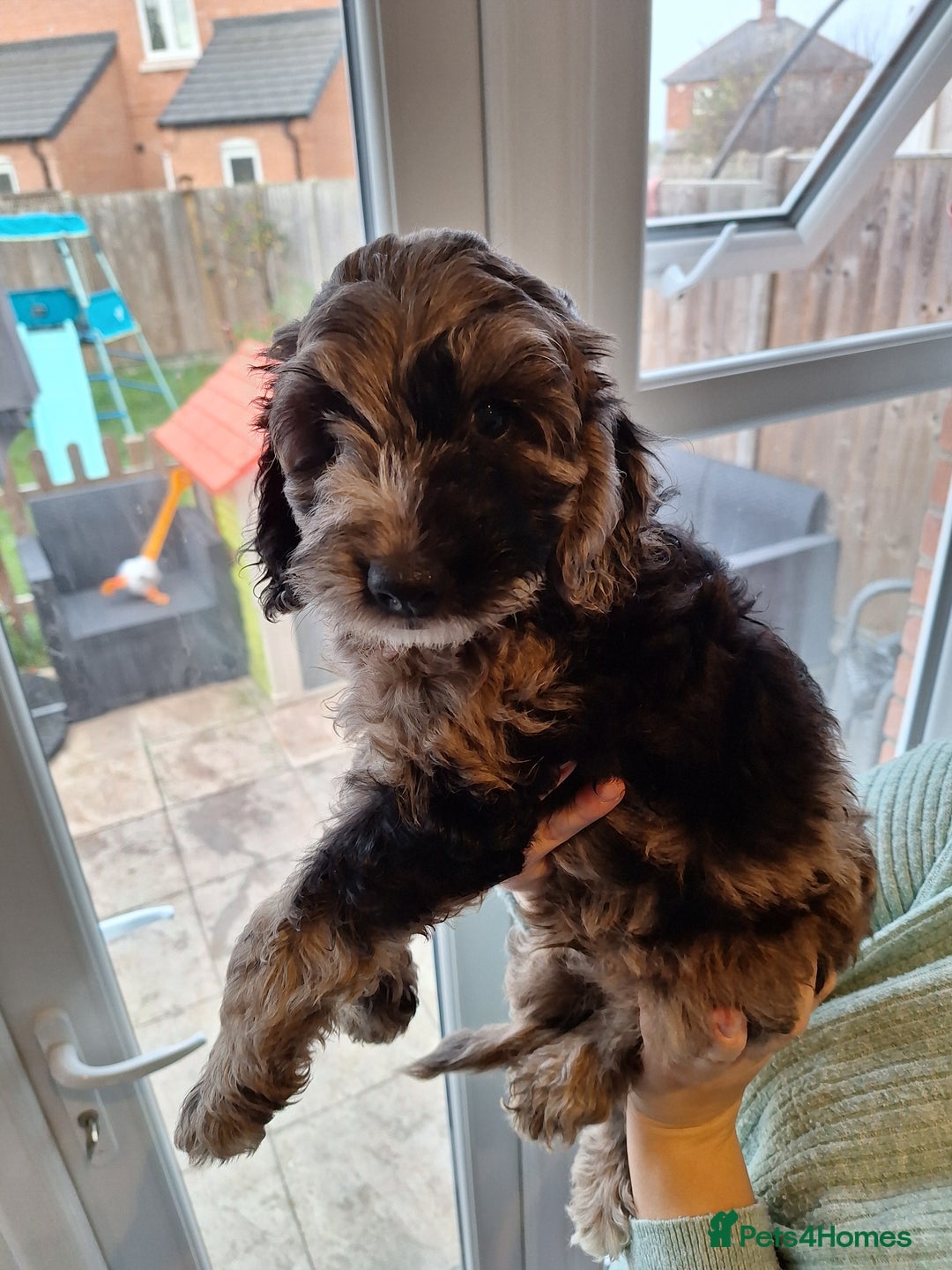 Sproodle dogs for sale: Sproodle Merle puppies  - Advert 22