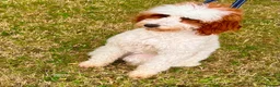 Cavapoo dogs for sale: GORGEOUS CAVAPOO GIRL FOR SALE! - Advert 4