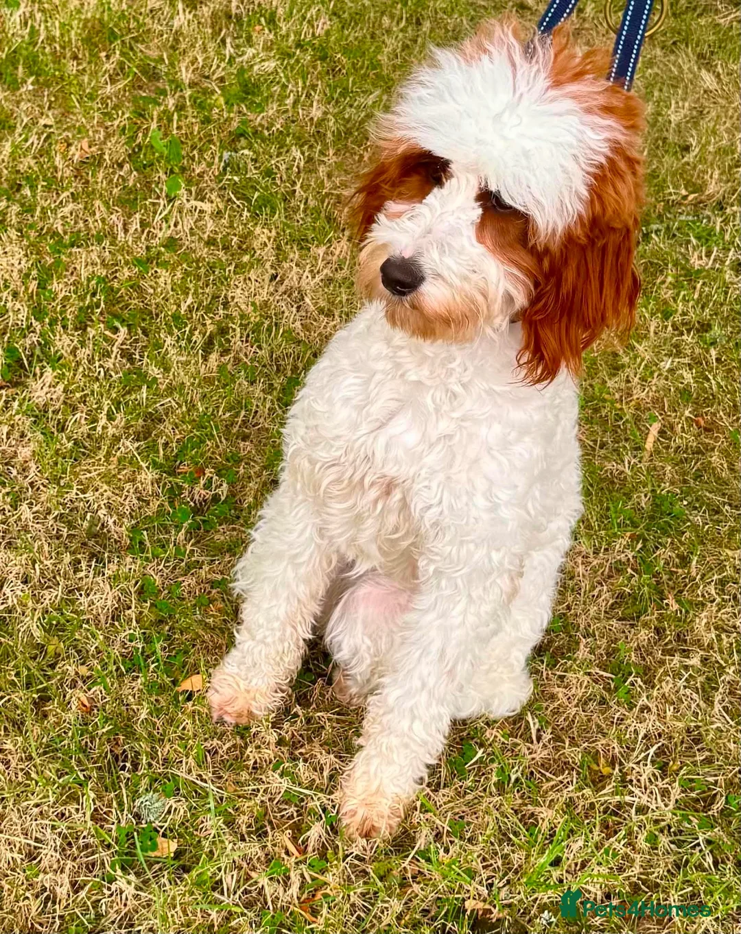 Cavapoo dogs for sale: GORGEOUS CAVAPOO GIRL FOR SALE! - Advert 4