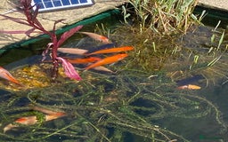 Pond Fish fish for sale: Home bred Pond Fish - Image 2