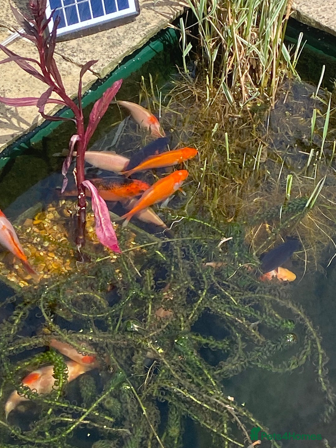 Pond Fish fish for sale: Home bred Pond Fish - Image 2