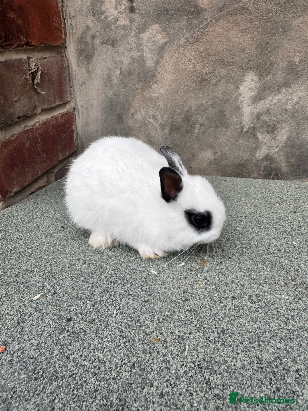 Netherland Dwarf rabbits for sale: Netherland dwarf babies - Image 4
