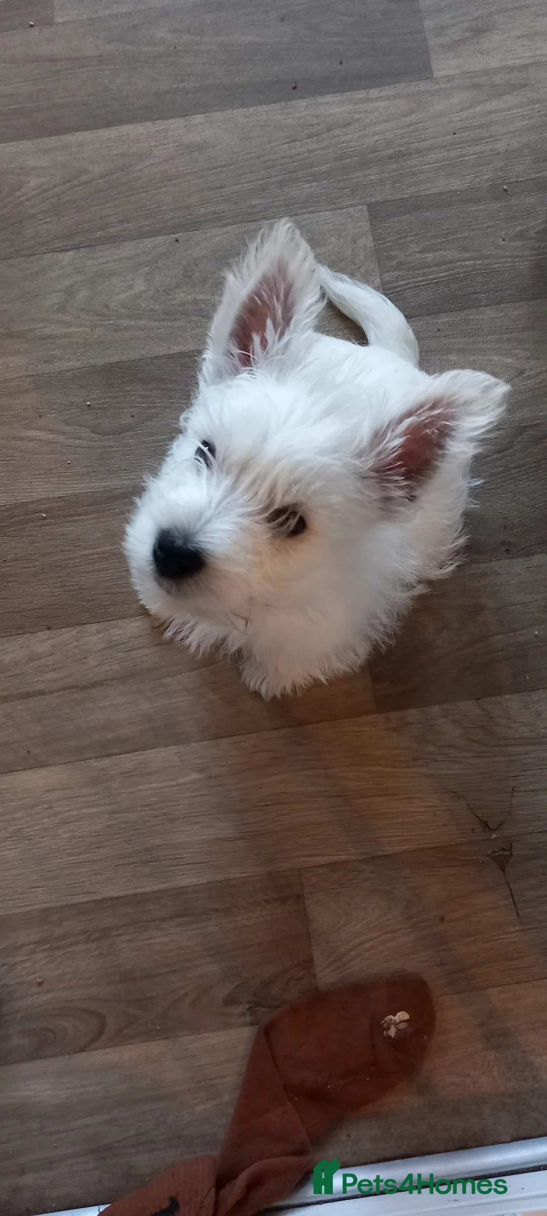 West Highland Terrier dogs for sale: Beautiful west Highland terriers - Advert 8