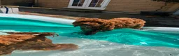 Cavapoo dogs for sale: Ready to leave, DNA HEALTH TESTED PARENTS. - Advert 8
