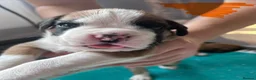 Boxer dogs for sale: Gorgeous litter of boxer puppies 🐶  in Nottingham - Advert 12