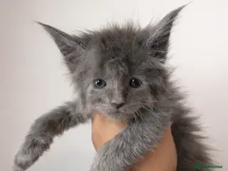 Maine Coon cats Pure Mainecoons - Advert 7