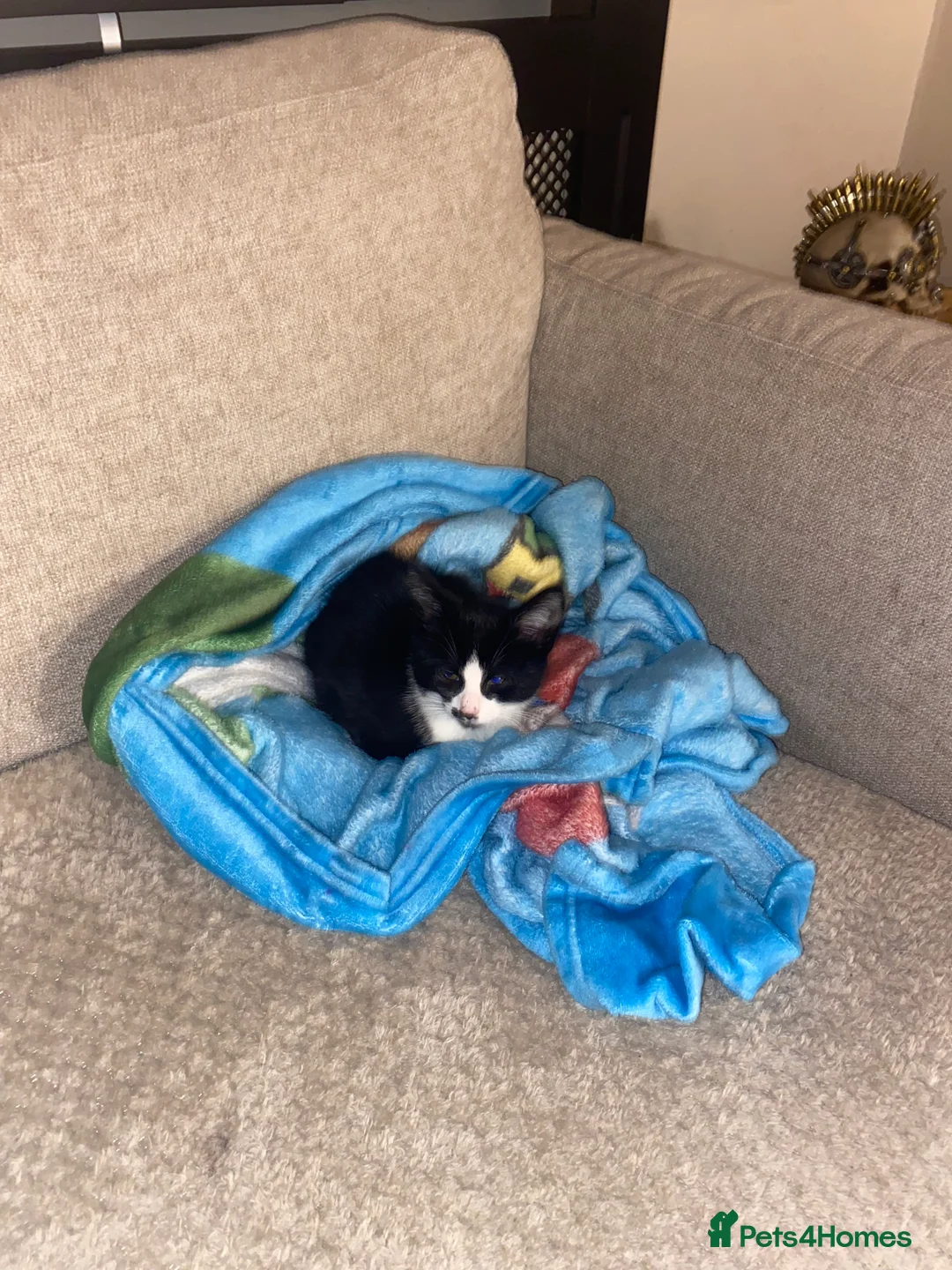 British Shorthair cats for sale: Playful and loving kittens.  - Advert 5