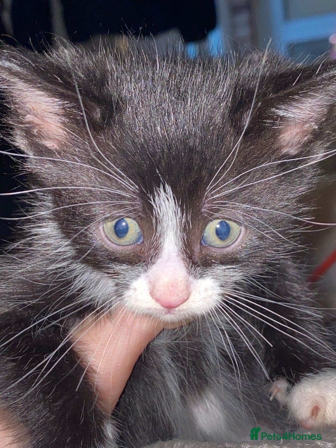 European cats for sale: 5 gorgeous baby kittens - Image 5