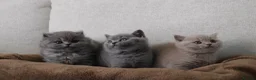 British Shorthair cats for sale: BRITISH SHORTHAIR &LONGHAIR - Full Pedigree - Advert 2