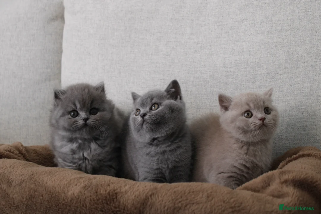 British Shorthair cats for sale: BRITISH SHORTHAIR &LONGHAIR - Full Pedigree - Advert 2