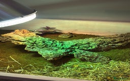 Hermann Tortoise reptiles for sale: Young tortoise with a full setup.  - Image 3