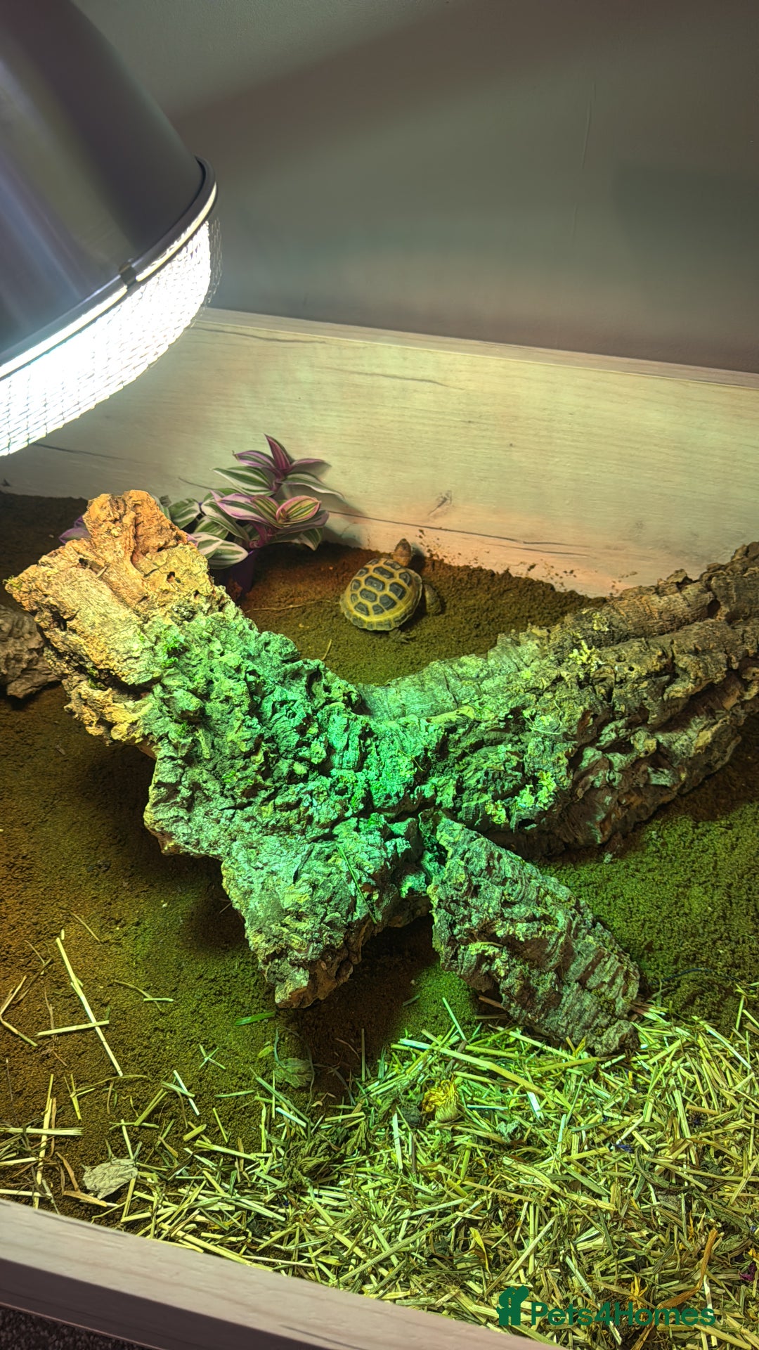 Hermann Tortoise reptiles for sale: Young tortoise with a full setup.  - Image 3