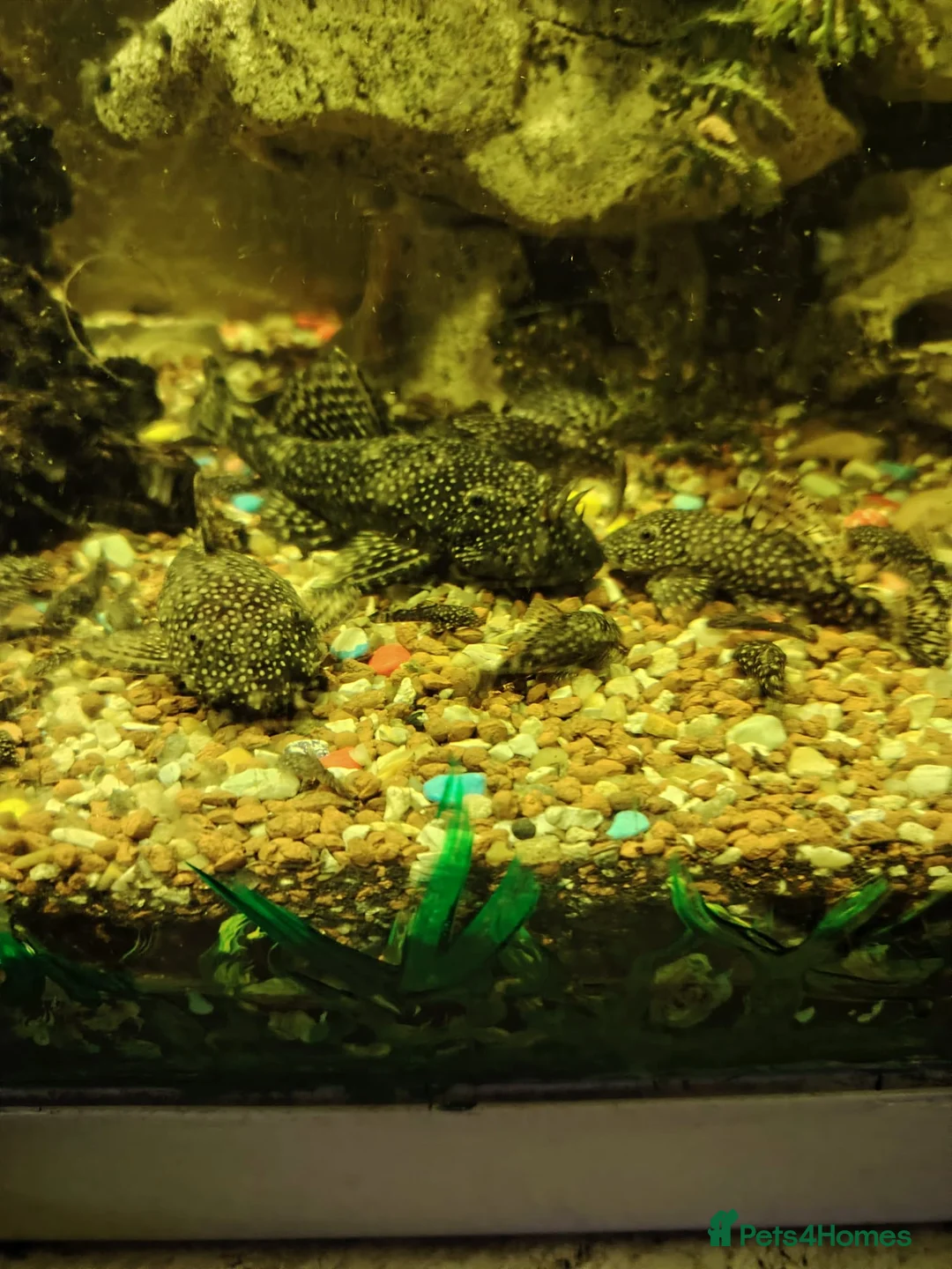 Plecos fish for sale: Plecos - Advert 6