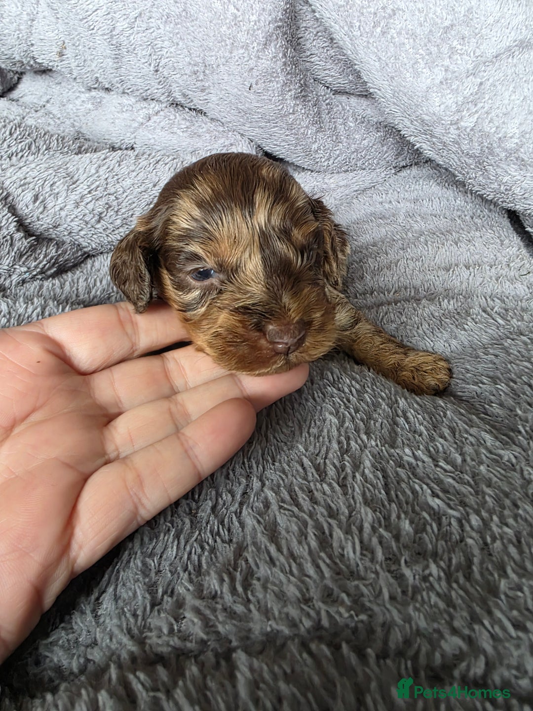 Cockapoo dogs for sale: Cockapoo puppies - Advert 21