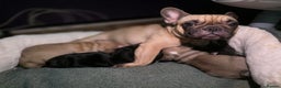 French Bulldog dogs for sale: Beautiful French bulldog  - Advert 1