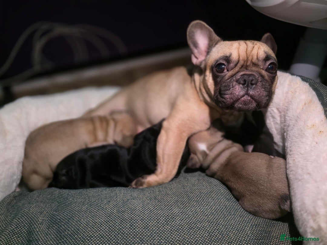 French Bulldog dogs for sale: Beautiful French bulldog  - Advert 1