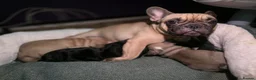 French Bulldog dogs for sale: Beautiful French bulldog  - Advert 10