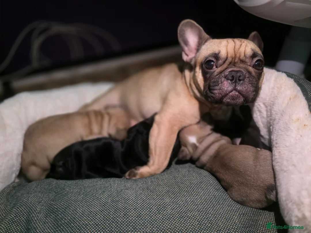 French Bulldog dogs for sale: Beautiful French bulldog  - Advert 10