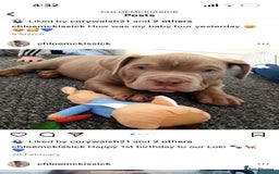 American Bully dogs for sale: Loki - American bully  - Image 4