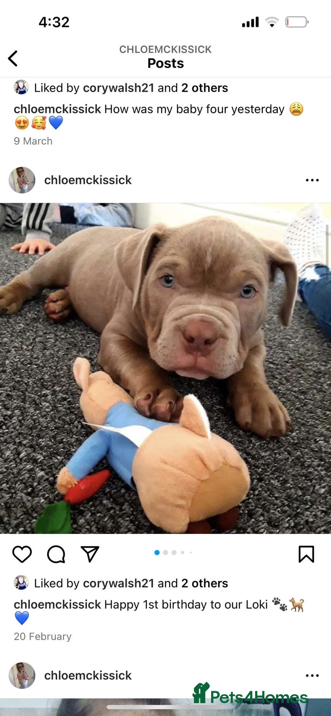 American Bully dogs for sale: Loki - American bully  - Image 4