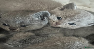 British Shorthair cats - Advert 5