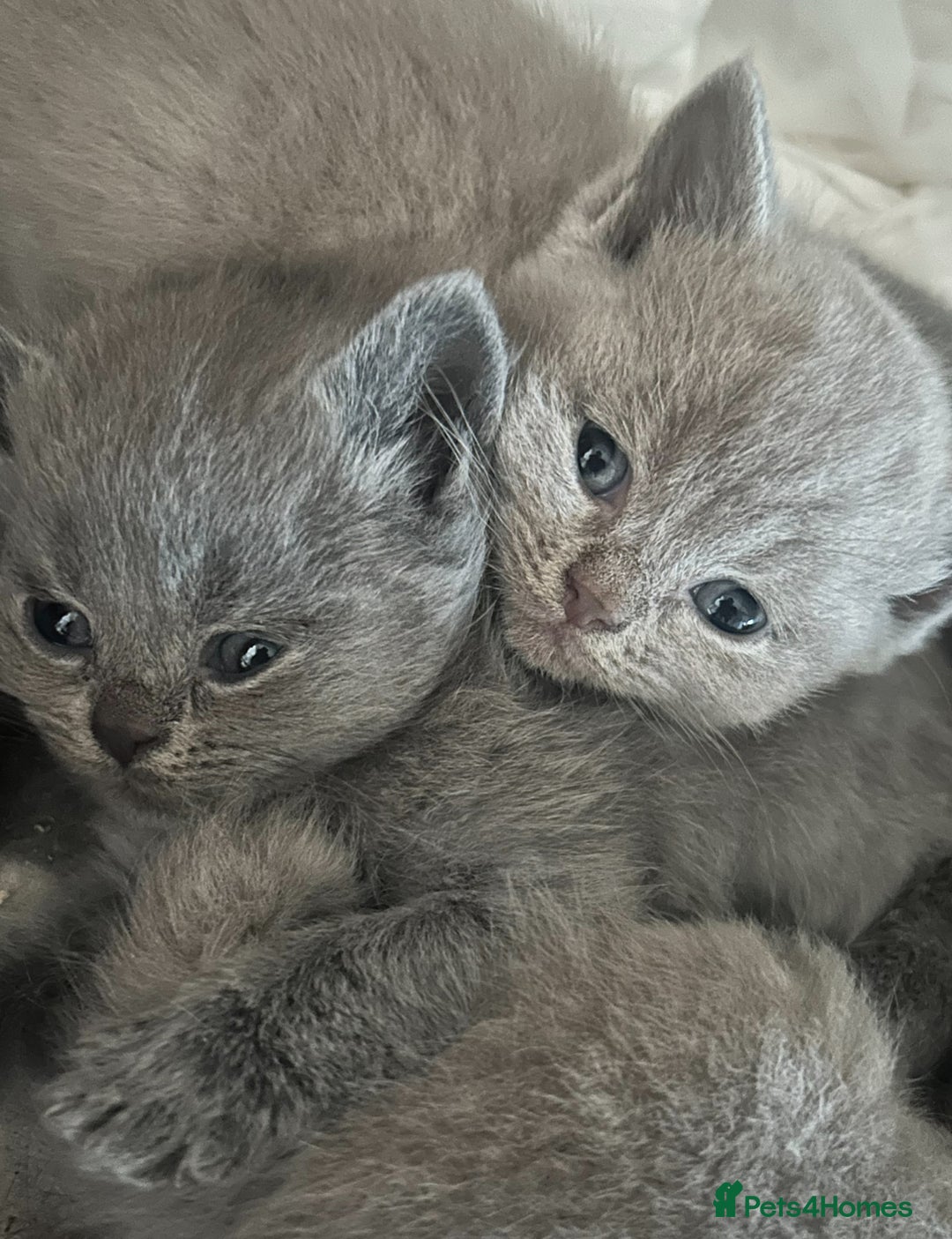 British Shorthair cats for sale: British short haired kittens ❤️ - Advert 3